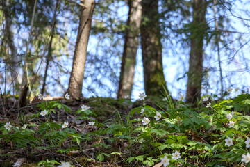 
forest ground cover in spring, where many white forest hyacinths with characteristic split leaves bloom among the trees and moss.