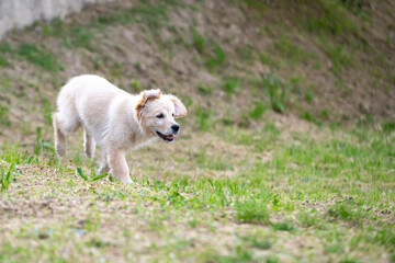 golden retriver 3 mesi