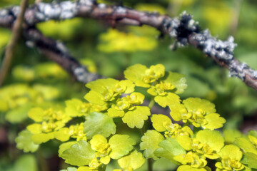 
A flowering creeping goldenrod plant with round, toothed leaves and small, bright yellow flowers that grow among branches and other ground cover.