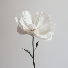 A single, pristine white flower, elegantly positioned against a neutral backdrop. Delicate petals, soft textures, and subtle shading highlight the flower's form.  A simple, elegant presentation