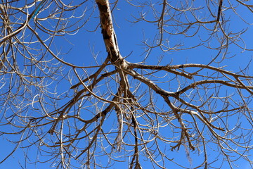 A branch of a tall tree against the blue sky.