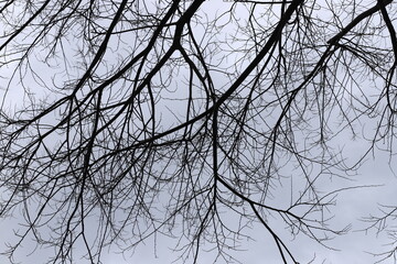 A branch of a tall tree against the blue sky.
