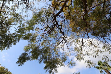 A branch of a tall tree against the blue sky.