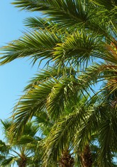 Palm Tree Under Blue Sky