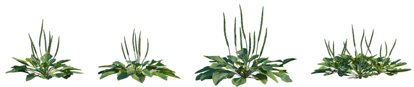 Set of Plantago major (the broadleaf plantain, white man's footprint, waybread, or greater plantain) frontal isolated png on a transparent background perfectly cutout high resolution	