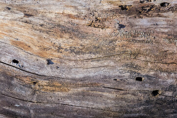 Part of cracked partially rotten tree trunk in sunny evening