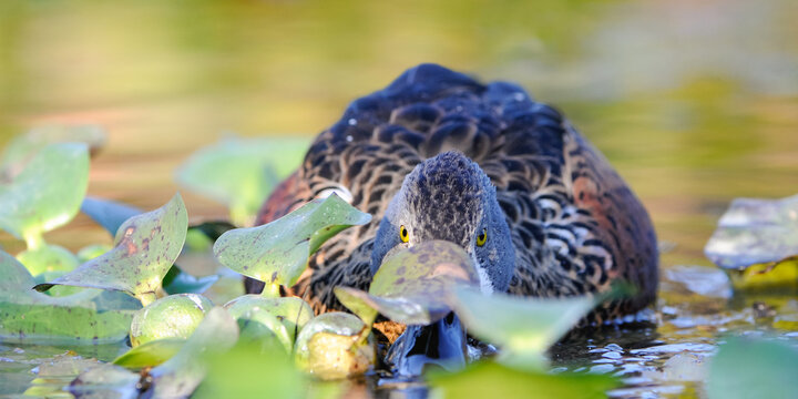 Male Australasian Shoveler filtering the water surface with its beak on a pond. Anas rhynchotis, Parc des oiseaux, Villars les Dombes, Ain 01, R&eacute;gion Auvergne Rh&ocirc;ne Alpes, France, European Union, Euro
