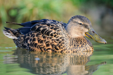 Female Australasian Shoveler swimming on a pond. Anas rhynchotis, Parc des oiseaux, Villars les Dombes, Ain 01, Région Auvergne Rhône Alpes, France, European Union, Europe