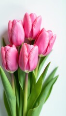 Fototapeta premium Pink tulip cluster, delicate petals, white surface , springtime, isolated, macro