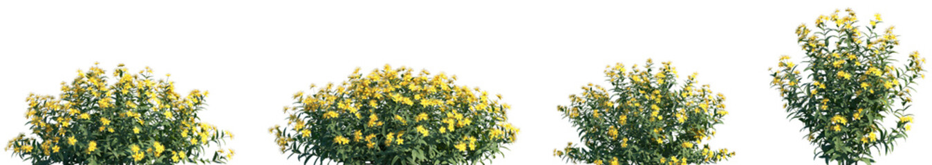 Set of Hypericum monogynum frontal isolated png on a transparent background perfectly cutout high...