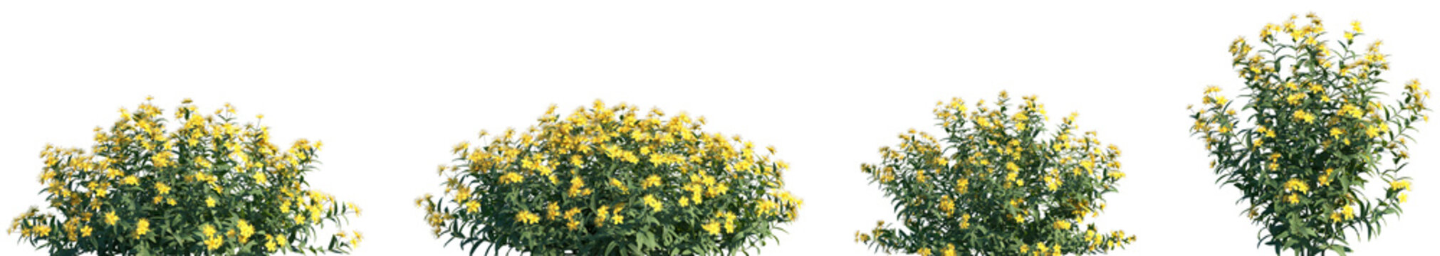 Set of Hypericum monogynum frontal isolated png on a transparent background perfectly cutout high resolution