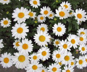 ノースポール（クリサンセマム）の花のアップ