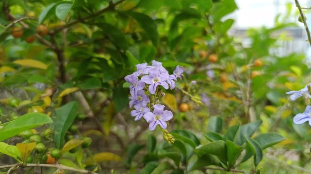 duranta erecta flowers