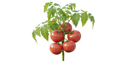 Isolated Tomato Plant © Leon
