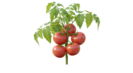 Isolated Tomato Plant
