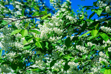 White fragrant bird cherry in the city park.
