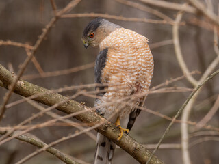 A close up of an adult Cooper's Hawk perched amongst thin branches and alertly serching for prey around its perch