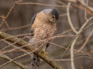 A close up of an adult Cooper's Hawk perched amongst thin branches and alertly serching for prey around its perch