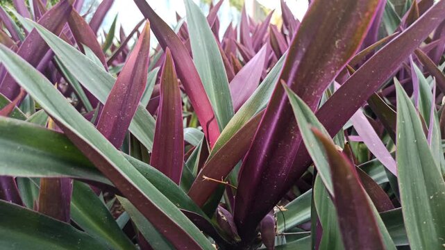 Tradescantia spathacea plant