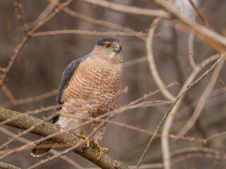 A close up of an adult Cooper's Hawk perched amongst thin branches and alertly serching for prey around its perch