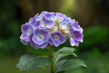 Purple Hydrangea Blossom Flower with Green Leaves