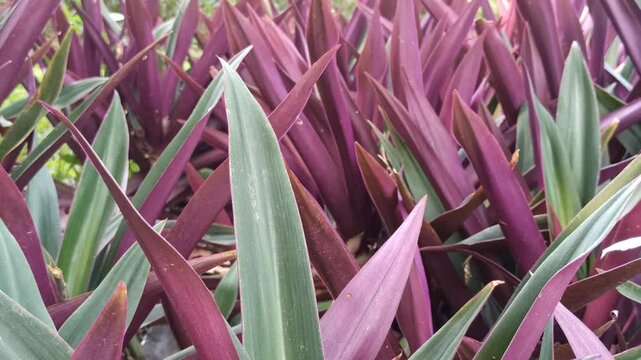 Tradescantia spathacea plant