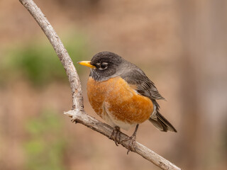 A close up of a very bright American Robin sitting quietly on a narrow twig