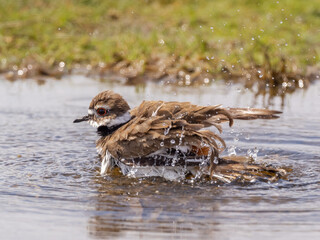 A Killdeer plover bathing in a shallow pool with feathers ruffled and splashing water all around