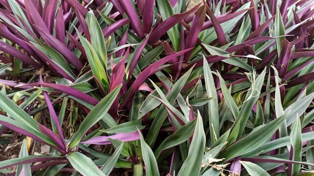 Tradescantia spathacea plant