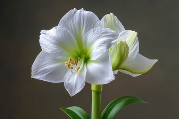 White Amaryllis Flower with Green Stem