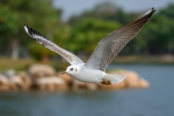 Fototapeta premium Seagull Flying Above Water