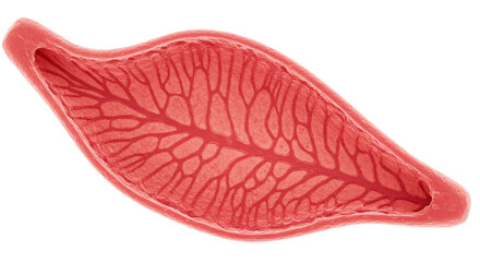 Isolated Muscle Fiber