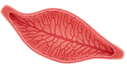 Isolated Muscle Fiber
