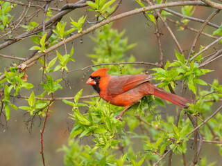 A bright red male Cardinal feeding amongst, and contrasting with, bright green fresh spring foliage