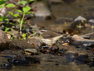 A Louisiana Waterthrush hunting for food amonst rocks in a small stream