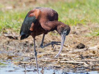 A close up of a Glossy Ibis in the act of head scratching