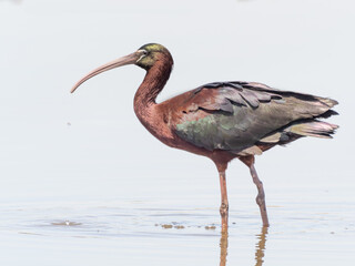 A profile view of a Glossy Ibis knee deep in water and with drips falling from the tip of its beak