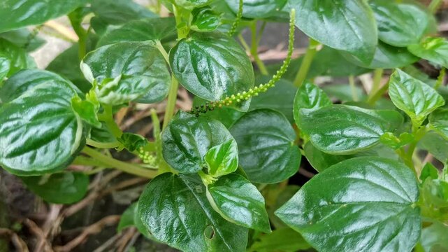Peperomia pellucida features glossy, heart-shaped leaves and tender stems, creating a fresh, lush, and naturally soothing green display.