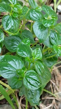 Peperomia pellucida features glossy, heart-shaped leaves and tender stems, creating a fresh, lush, and naturally soothing green display.