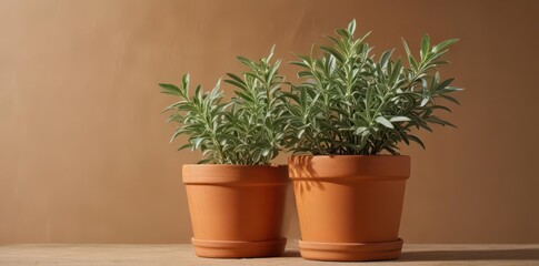 Fototapeta premium A lush sage plant in a terracotta pot, isolated , sprout, plant, potted plant