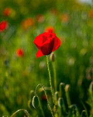 amapola
