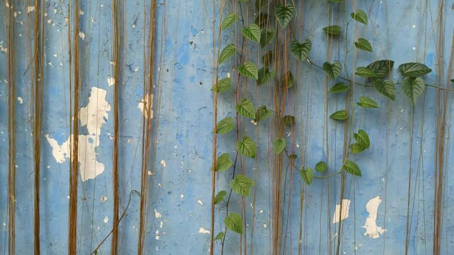 Tinospora cordifolia in the garden