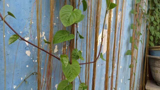 Tinospora cordifolia in the garden