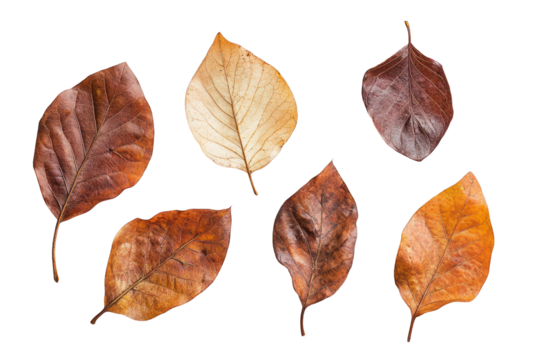 Autumn leaves collection artwork presented in high quality transparent PNG image on white background