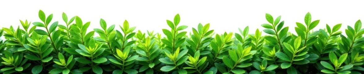 Fototapeta premium Lush green Eastern Arborvitae, isolated on white , nature, landscaping, closeup
