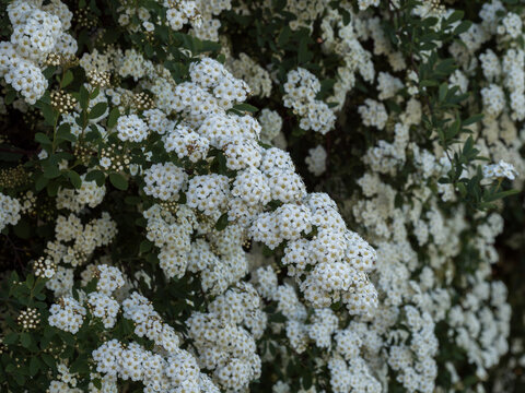 Spiraea betulifolia, a spreading shrub with small white flowers in its natural habitat