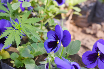 Spring flowers Viola in violet Black color - favorite ornamental plant flowering in the spring,...