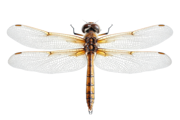 A dragonfly bug image in transparent digital design layout