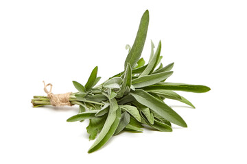 Fototapeta premium A bundle of fresh sage leaves tied with rustic twine, showcasing vibrant green foliage and fine texture, isolated on a clean white background