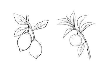 Lemon and orange fruit branch line art coloring page vector